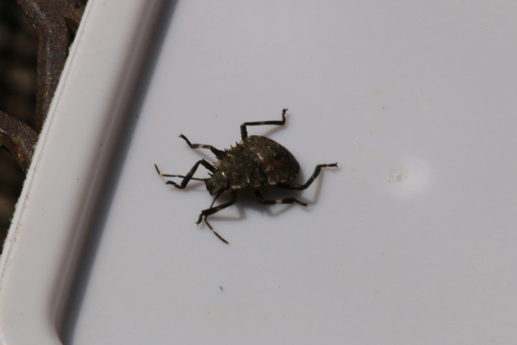 What is this beetle in my house? Geauga Park District