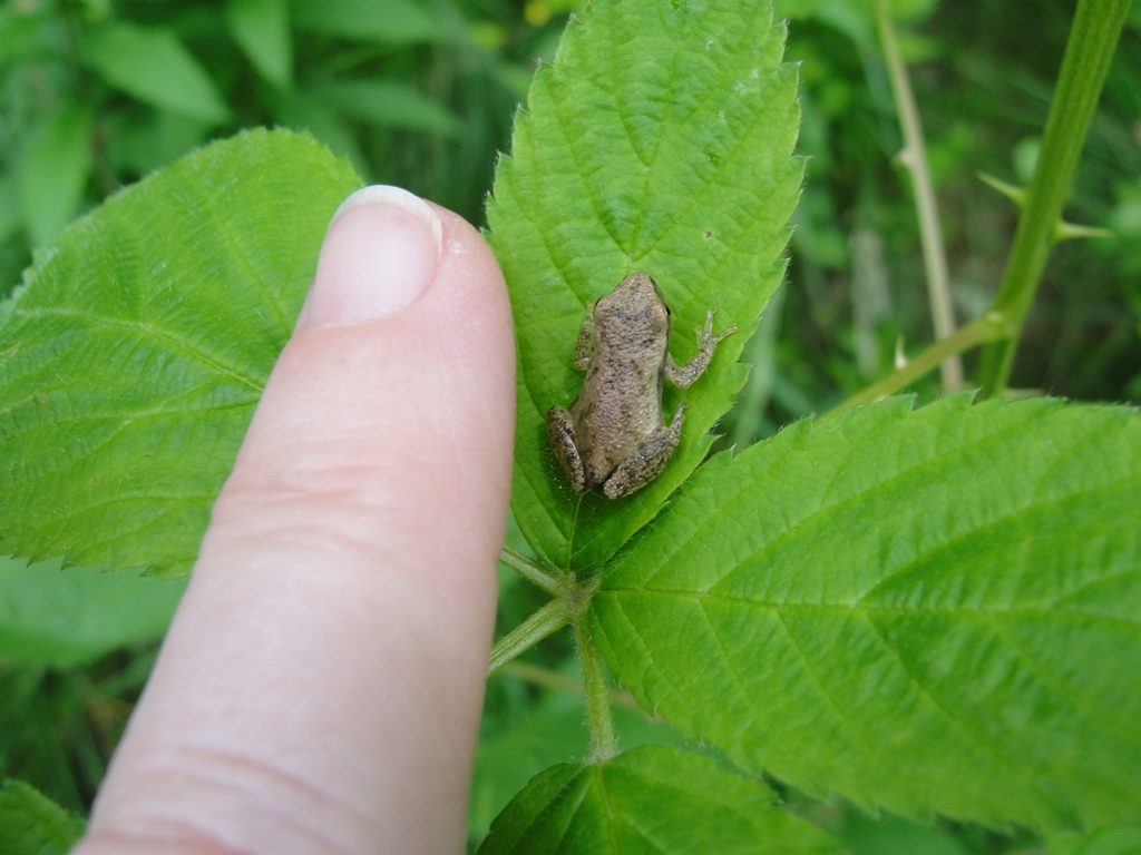 What’s that springtime sound? | Geauga Park District