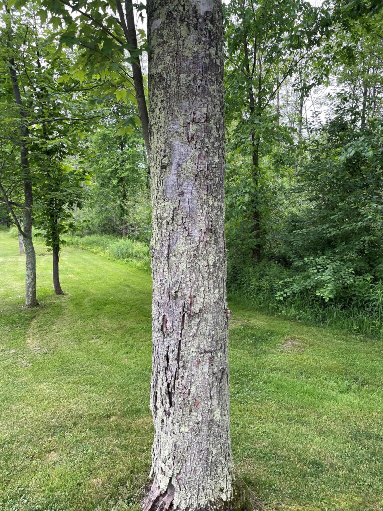 What’s growing on my trees? Geauga Park District