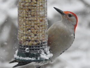 Woodpecker at feeder