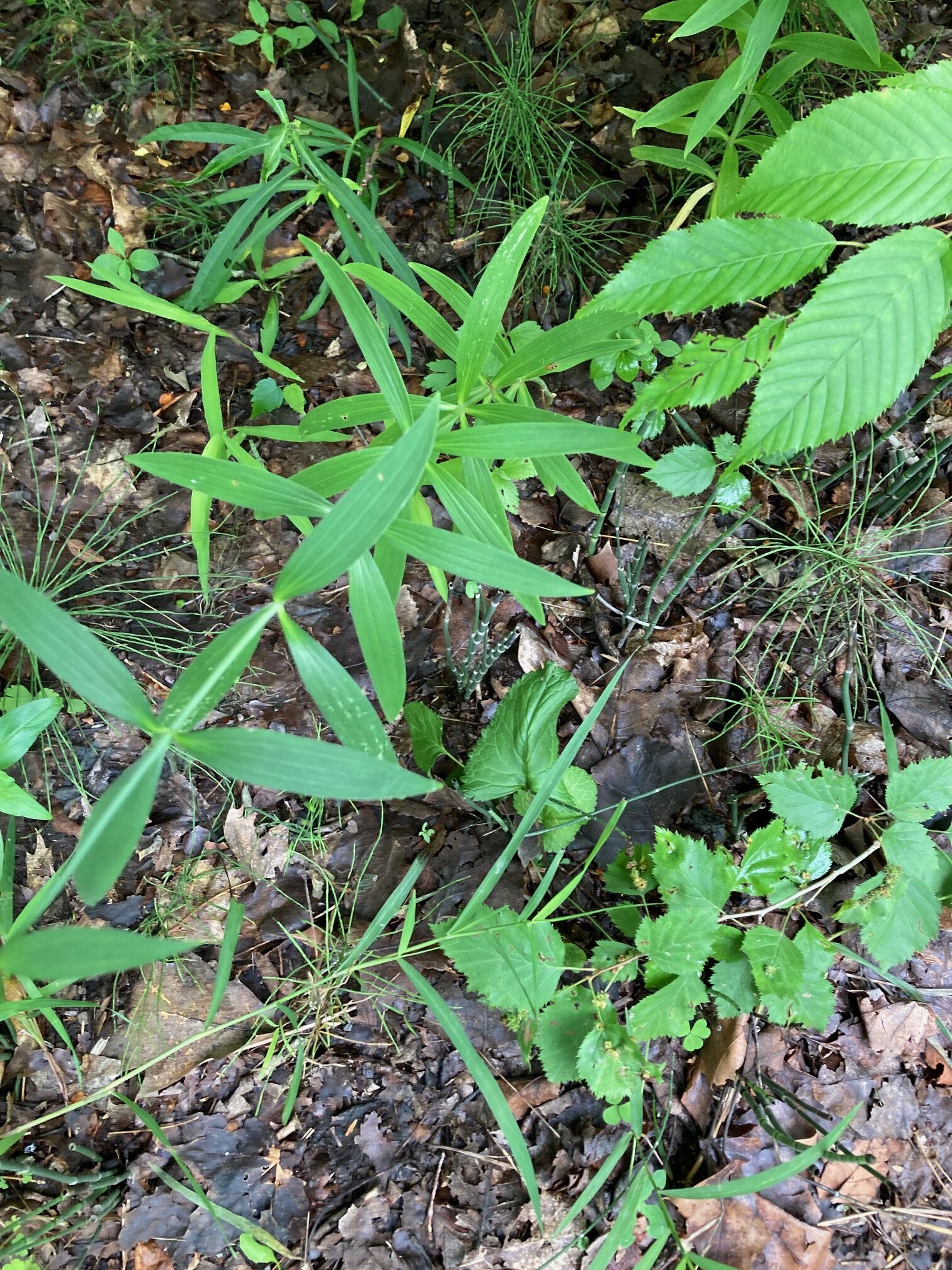 Ask a Naturalist Photo Geauga Park District